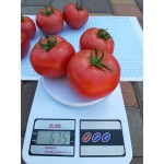 Семена томата розового Селла F1 (1000 семян), Libra Seeds (Erste Zaden), полудетерминантный Семена томата розового Селла F1 (1000 семян), Libra Seeds (Erste Zaden), полудетерминантный